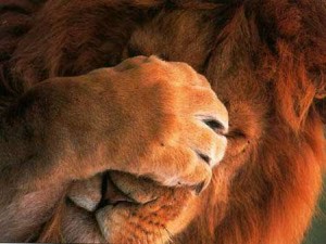 lion_facepalm-300x225